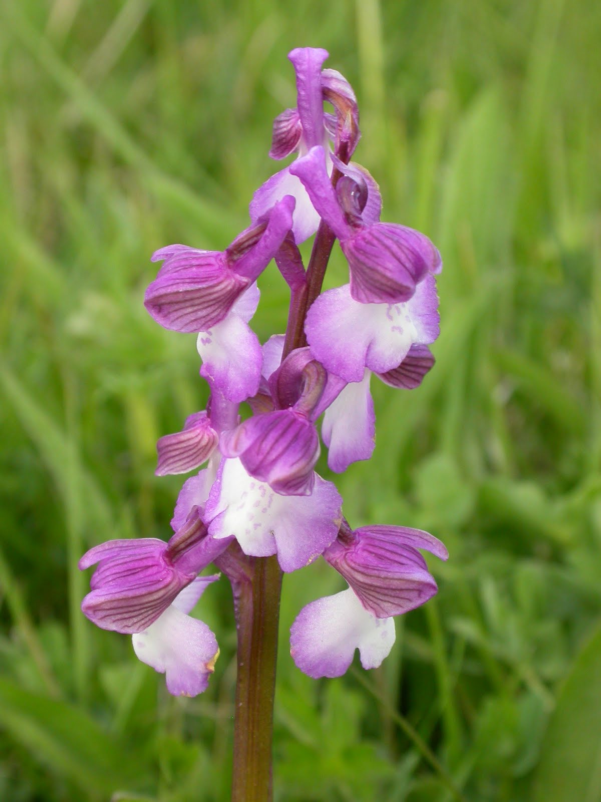 Avez-Vous un Cuppa?: First Orchid of the Year 2010: Green-winged Orchid
