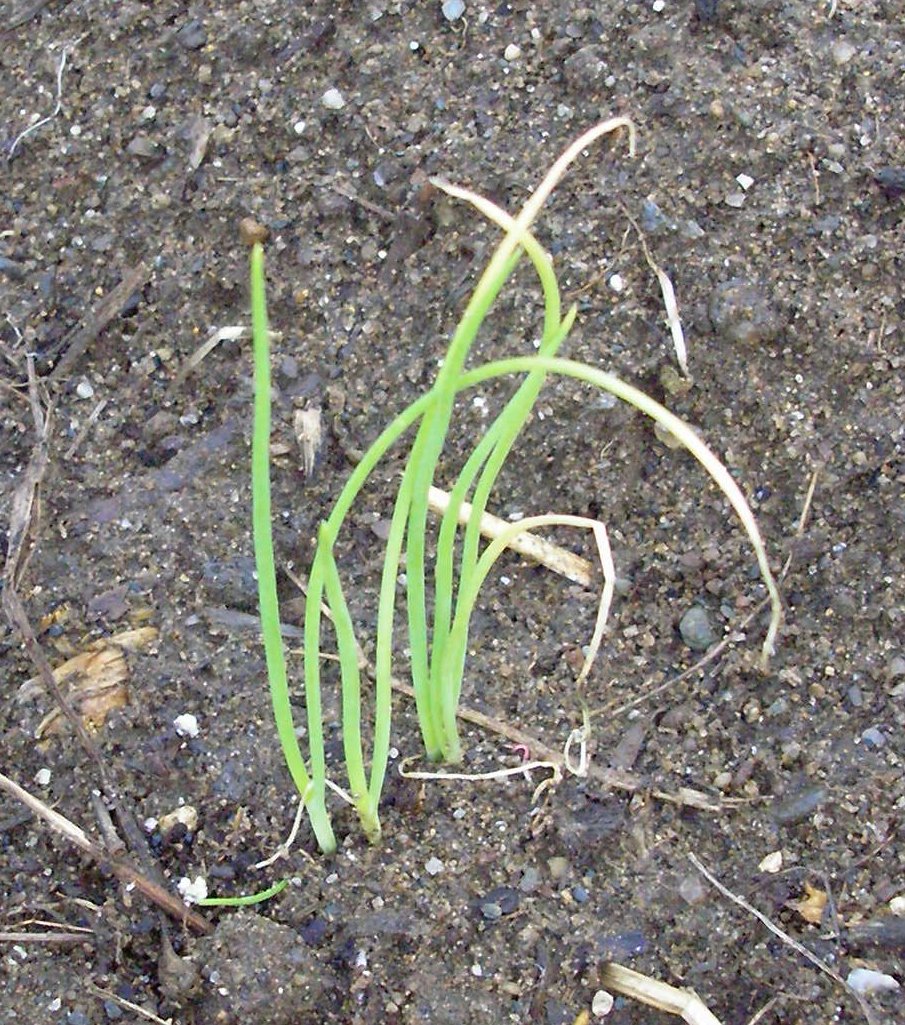 Vermont Food and Garden Planting onions