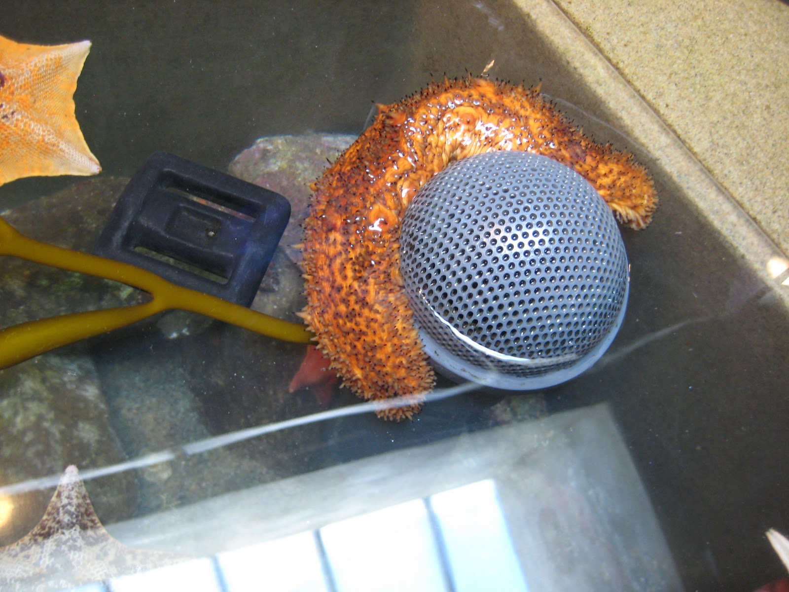 Marine Biology Project: The Kelp Forest Ecosystem