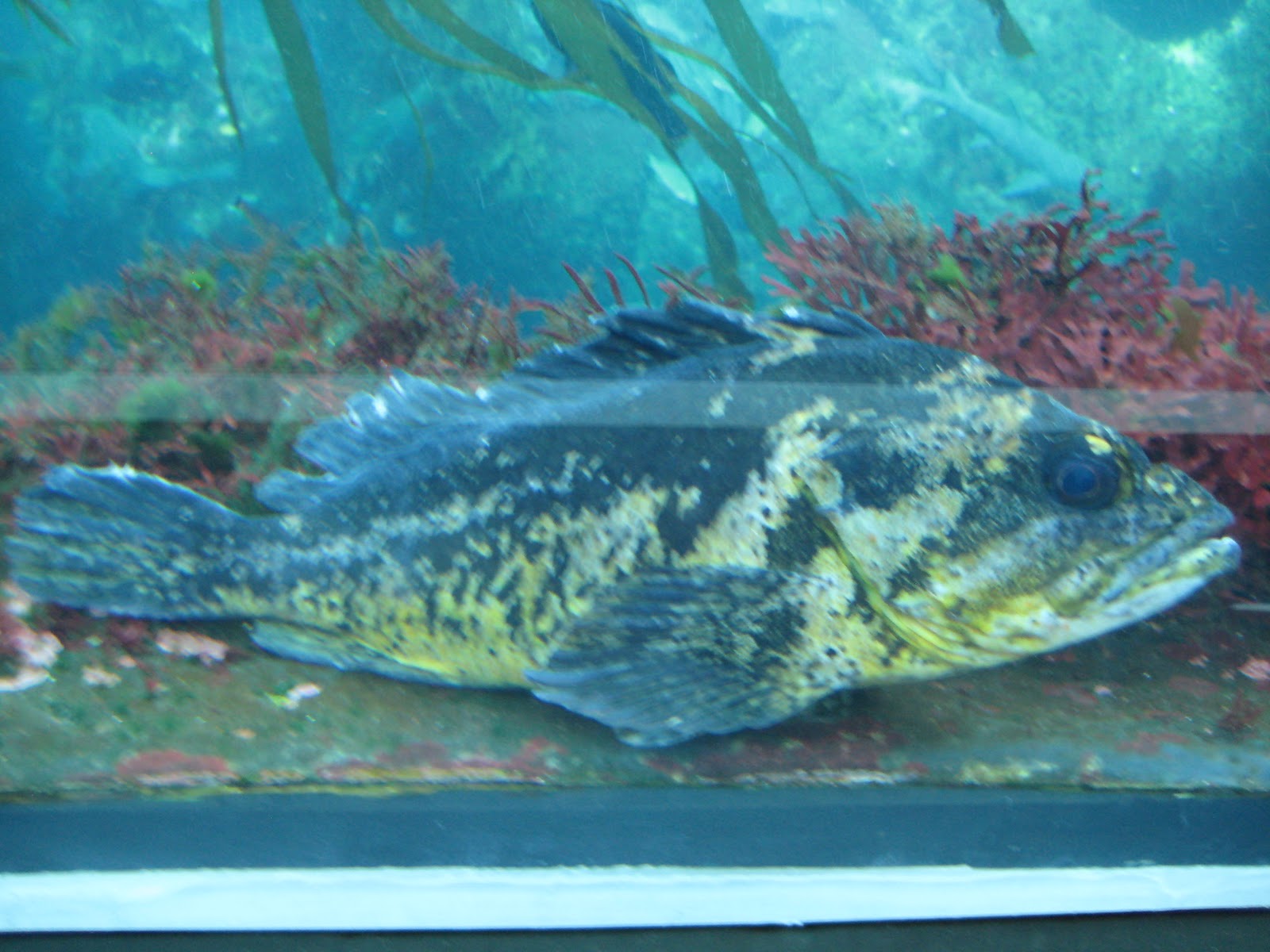 Marine Biology Project: The Kelp Forest Ecosystem