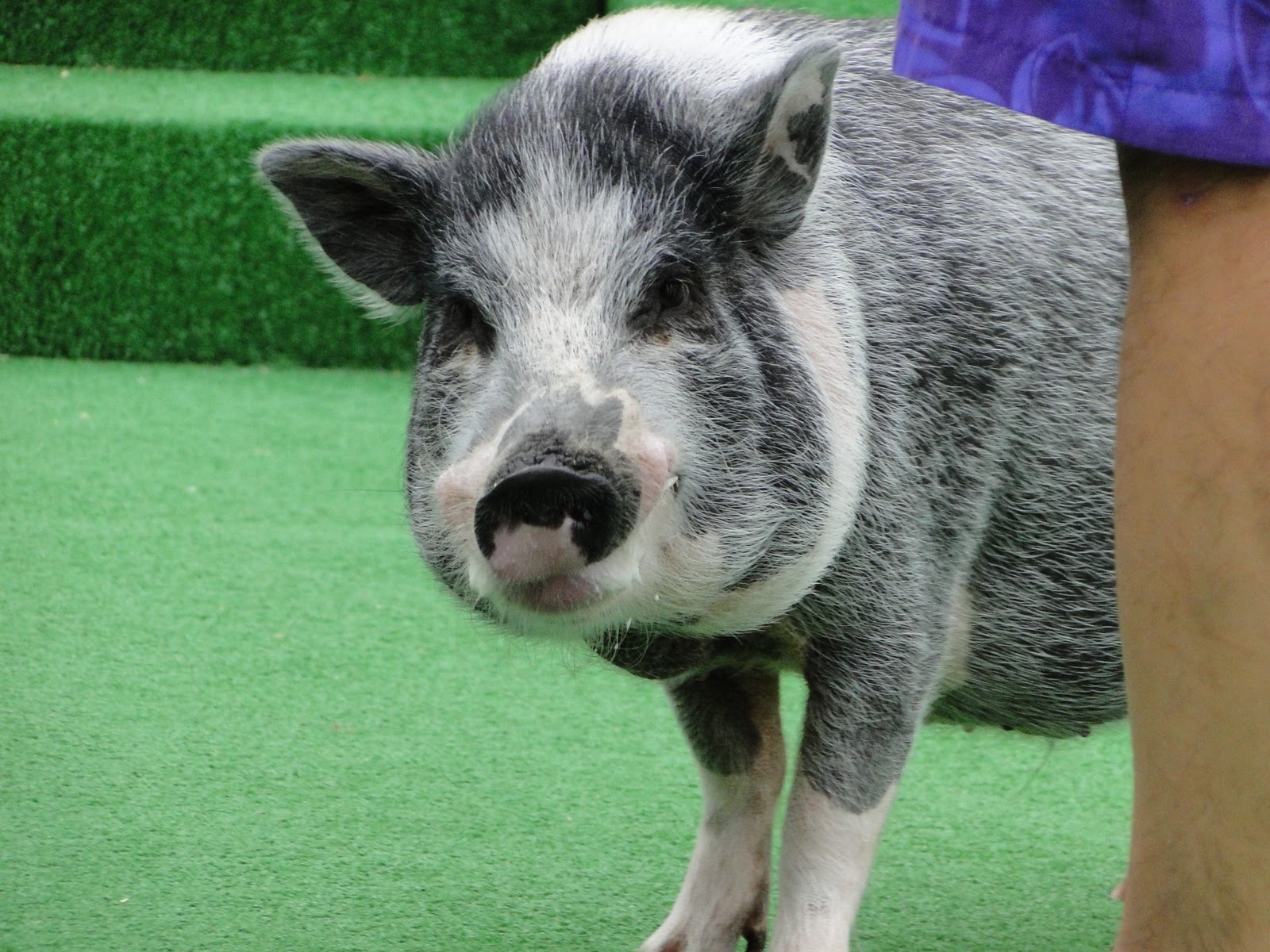 O.C. Smart Pets Pets Rule at SeaWorld San Diego!