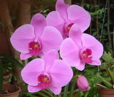 Orchid - Phalaenopsis 蝴蝶兰