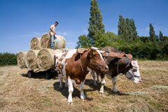 Working oxen on a British Hare Krishna farm