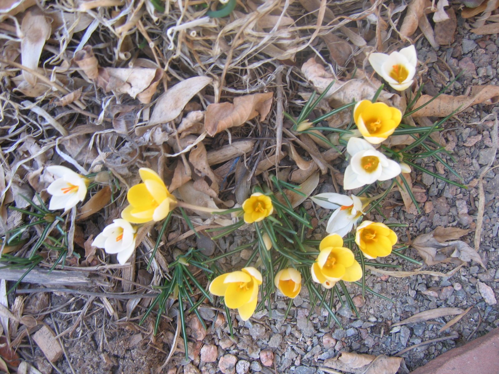 [Crocuses1+3-3-09.jpg]