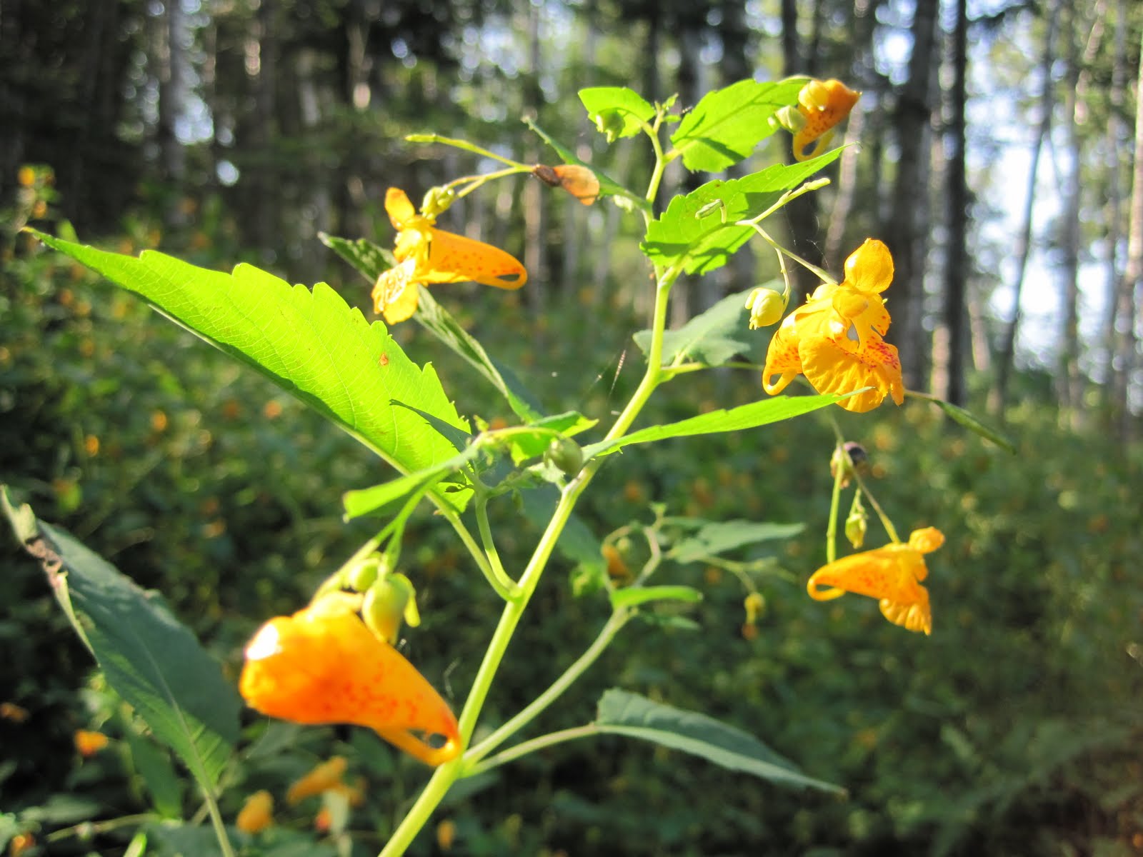 [Jewelweed,+Cape+Jellison+ME3.JPG]