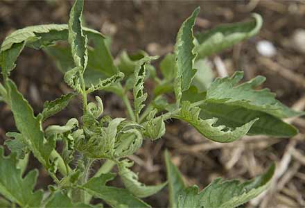 Mr Tomato King Contaminated Manure And Compost Mr Tomato King Contaminated Manure And Compost