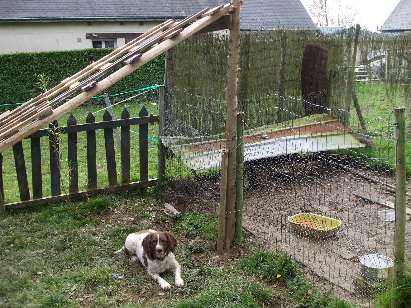 The New Chicken Shelter