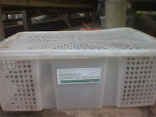 BIBIT PUYUH PRODUKSI PUYUH UNGGUL PS.