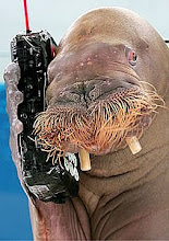 Alô Alô, to te ligando de um orelhão