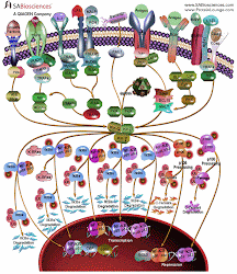 Rutas de señalizacion celular que activan NF-kB