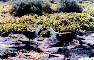 Galapagos Islands