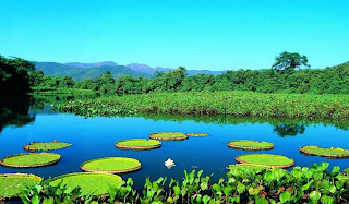 pantanal swamp brazil