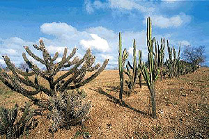 Caatinga Brazil