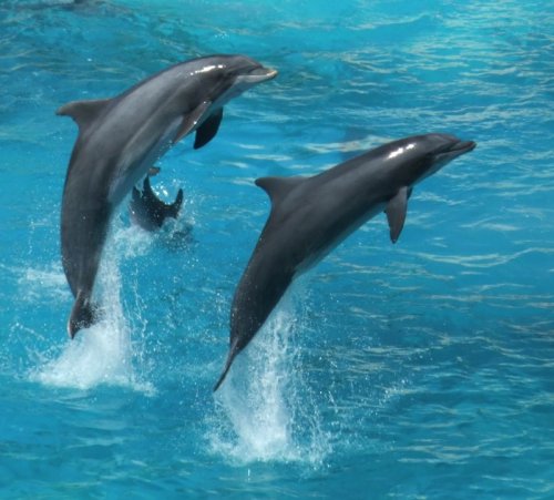 I love dolphins