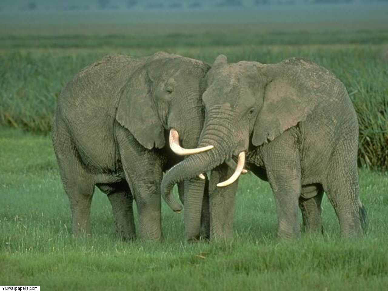 Друзья слоник