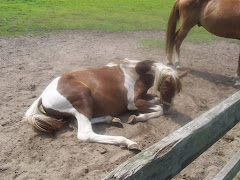 Pony at BeeBe's Ranch