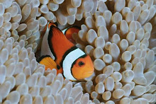 Irian Clownfish