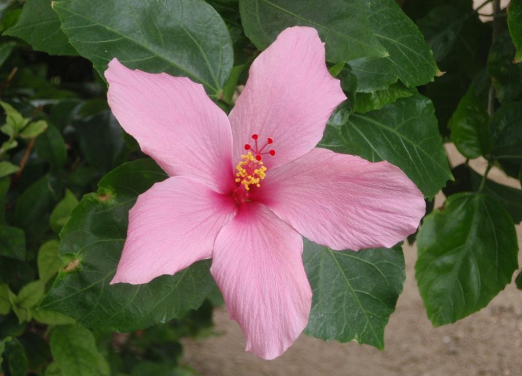 Floresbonitas - Imagui