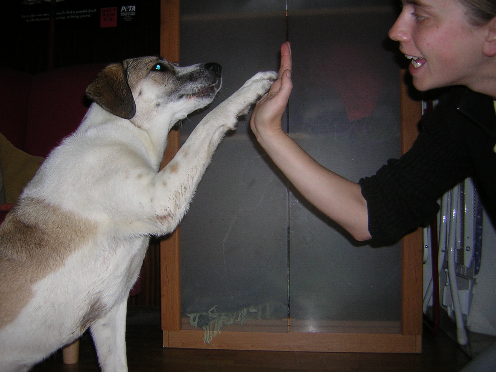 Canis sapiens gewaltfreies Hundetraining Einzeltraining