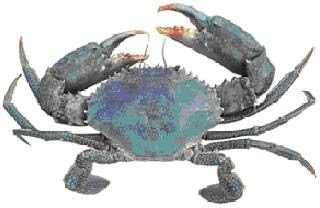 Ketam Nipah (Mud Crabs): Lagi Gambar Ketam Yang Bermacam-macam Jenis