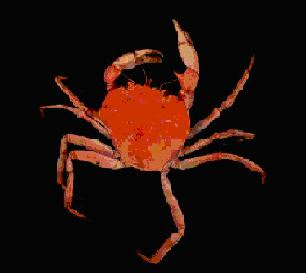 Ketam Nipah (Mud Crabs): Lagi Gambar Ketam Yang Bermacam-macam Jenis