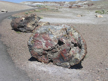 This was part of a tree