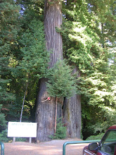 Some Tree!