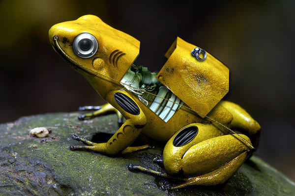 Cyber Frog by Marek