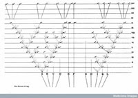 Darwin's Tree of Life
