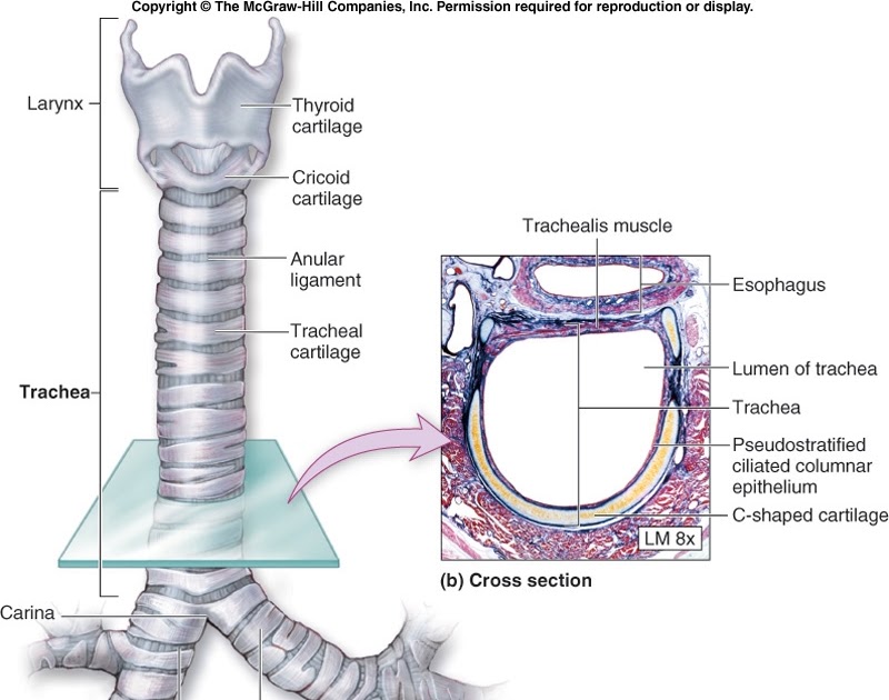 Ricerche di scienze Anatomia dell'apparato respiratoriola trachea