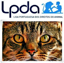 Não abandone os animais: