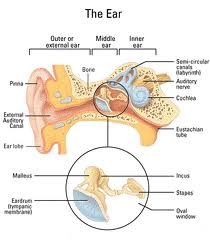 Scutum In Ear FORM 2 (KBSM): Science Form 2 Chapter 1.4, 1.5and 1.6