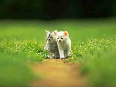 Cute Cat Couple | Cute Cat Pictures | Cute Cat Wallpapers