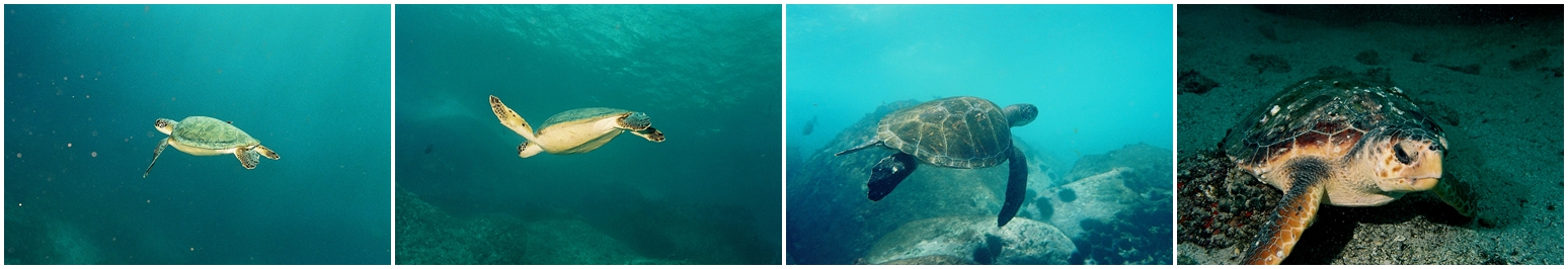 TARTARUGAS - ILHA DE ÂNCORA - BÚZIOS