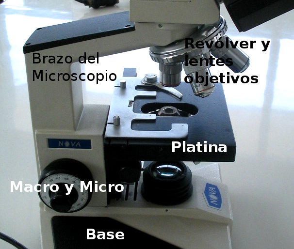 el Blog del Profe de Biolo Partes del Microscopio óptico y su función