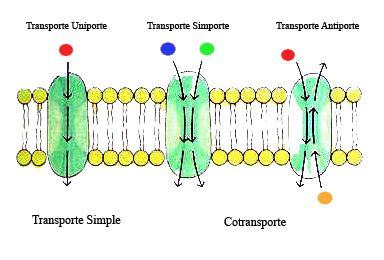 Transporte de Membrana ~ Biología General Transporte de Membrana ~ Biología General