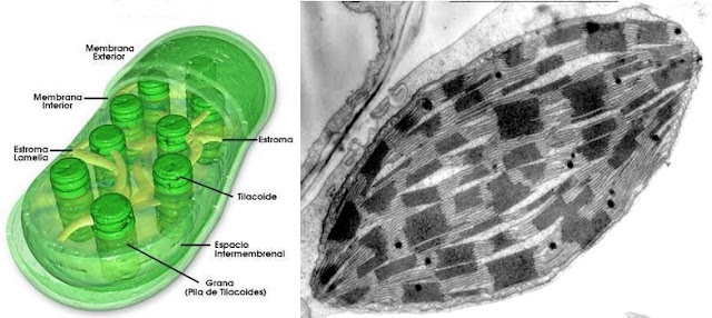 Resultado de imagen de cloroplasto microscopio electronico