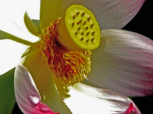 sprinkler head flower