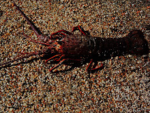 lobster