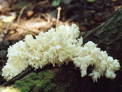 [Hericium.jpg]