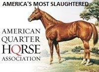 Are You a Member of AQHA?