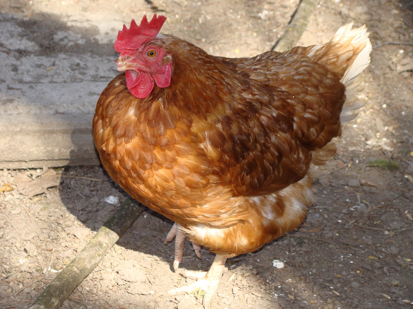 Seasonal Hearth Charming Chickens and Stinky Skunks