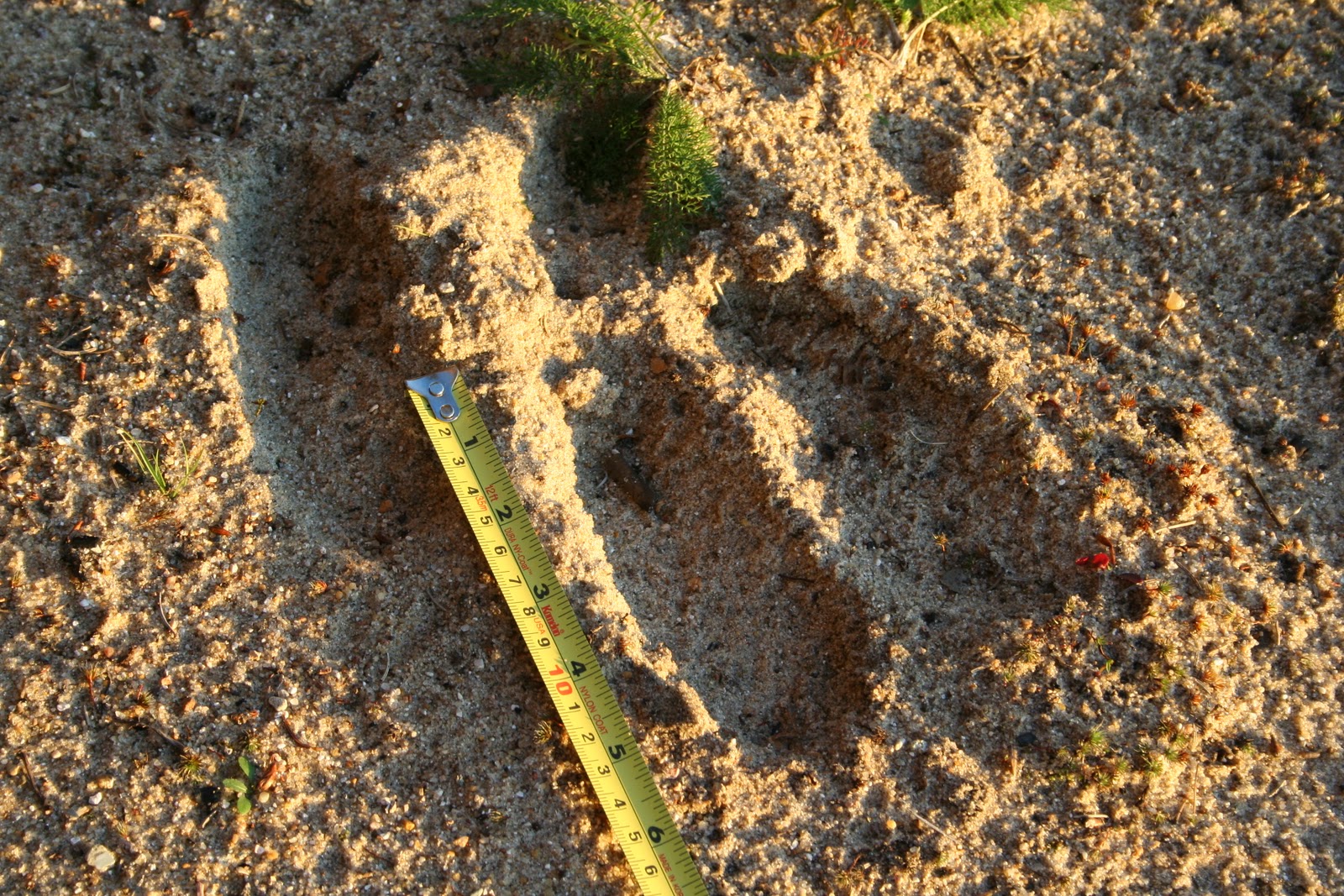 Birch Lodge Blog Moose at Trout Lake, MI