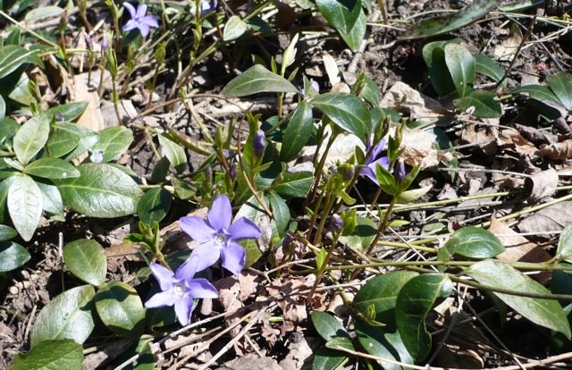 [wood+violets+in+spring.jpg]