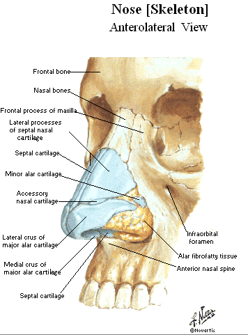 Trimmed and Burning: Looking at details of facial anatomy