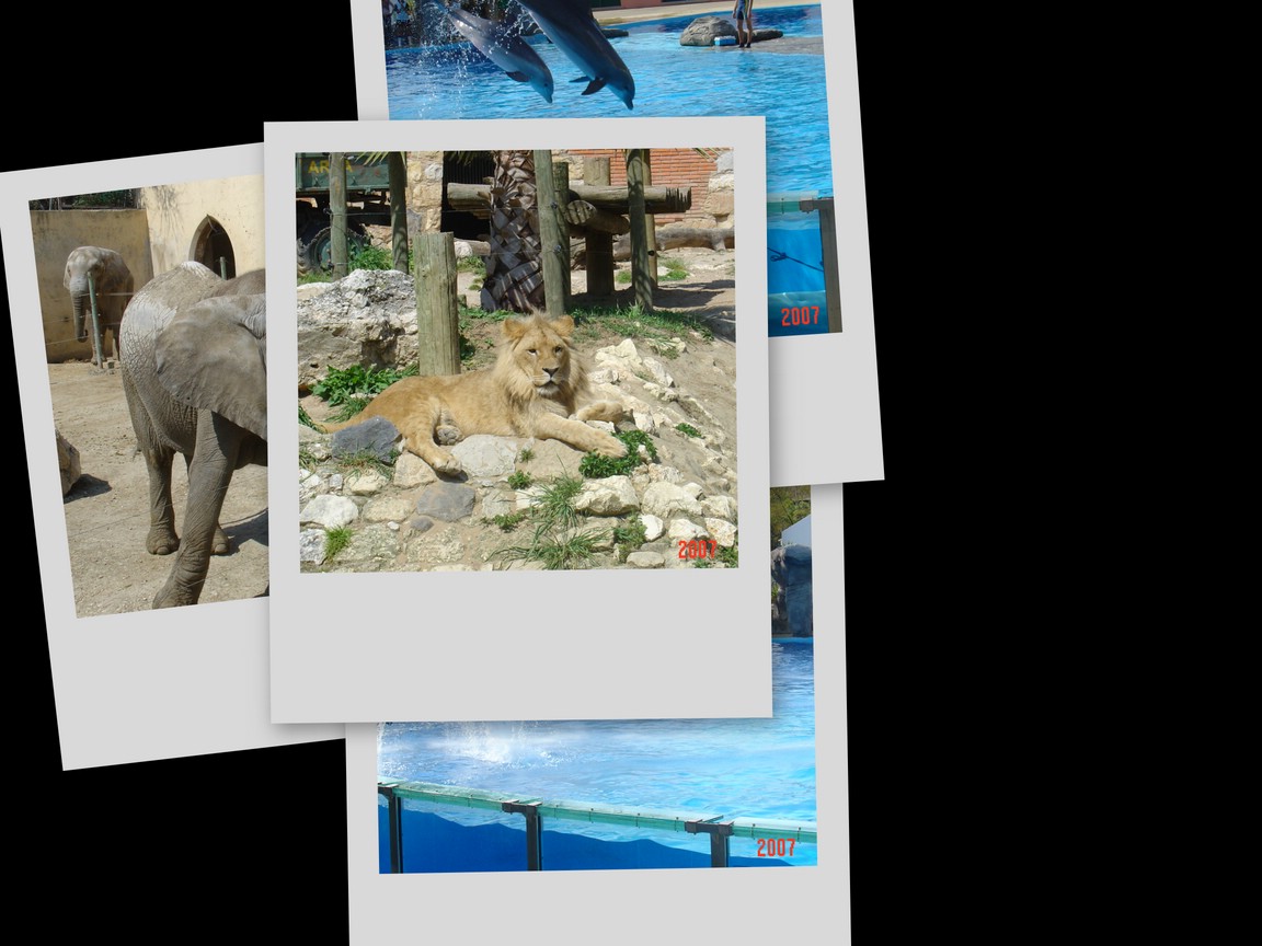 [collage63.jpg]