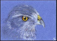 hawk drawn in coloured pencil copyright Jennifer Rose Phillip