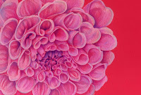 Dahlia drawing in coloured pencil copyright Jennifer rose phillip