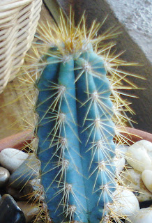 http://4.bp.blogspot.com/_beXKZ7eWmUE/R7ZXQh7hW4I/AAAAAAAAAFw/DbcsaH93fXg/s320/blue+cactus+closeup.JPG