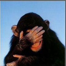 [Embarrassed-Chimpanzee-Pre-Matted-C11774369.jpg]